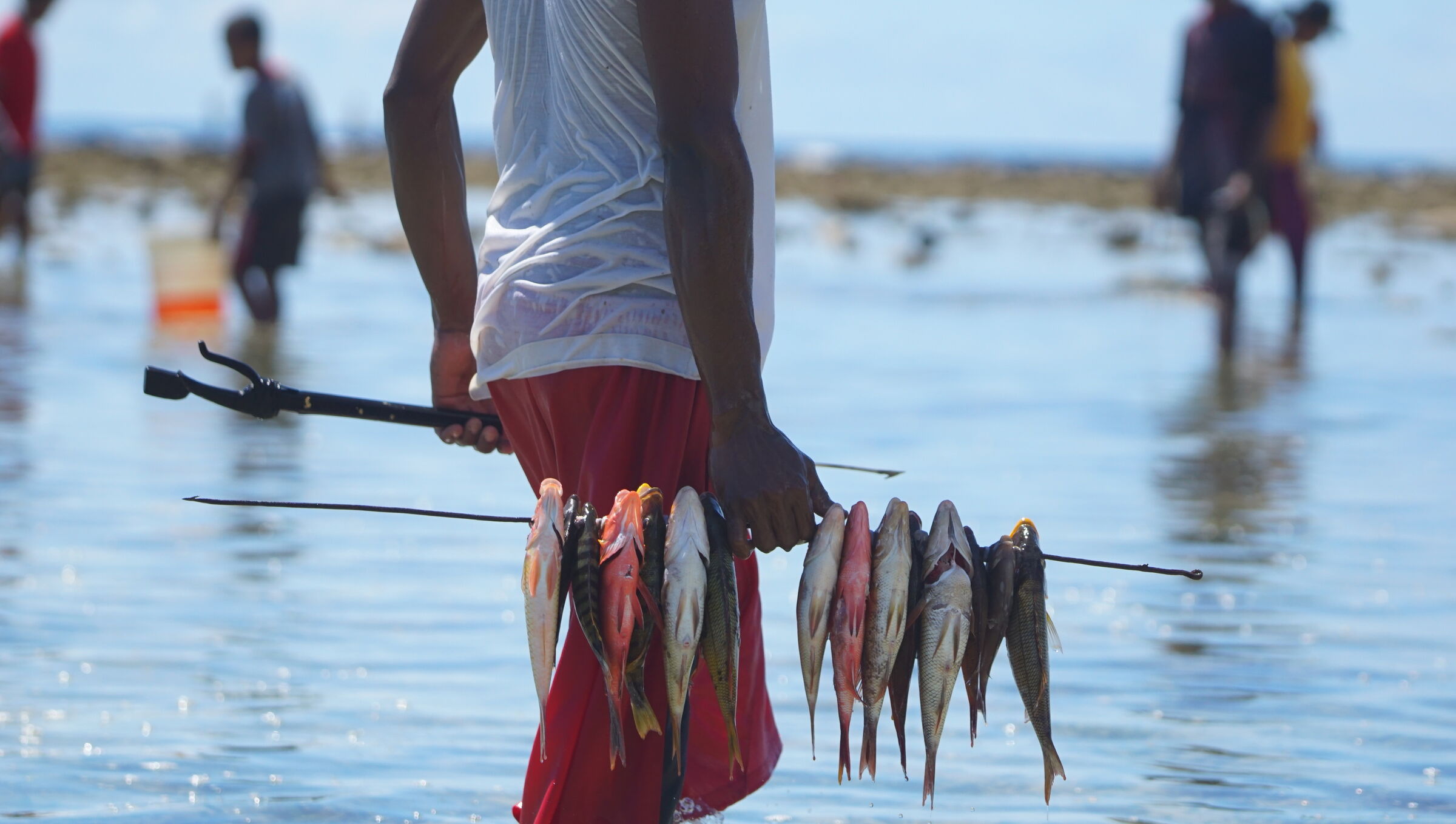A man wading in shallow reef water carrying a metal stick threaded with a dozen reef fish
